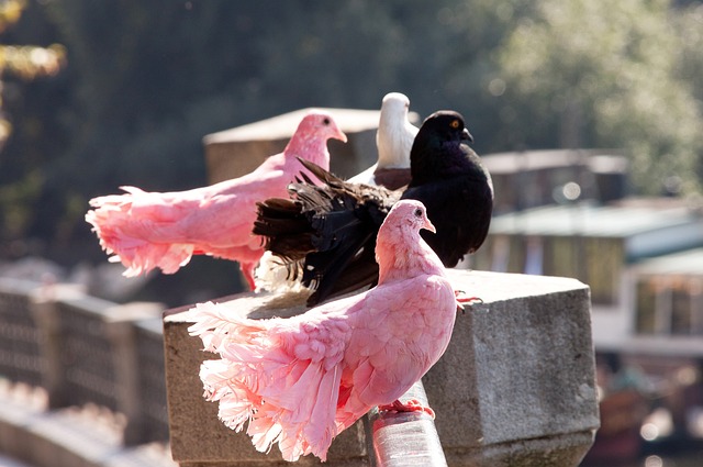 苏泊克举重 苏泊克举重
